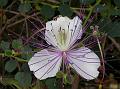 Small-Flowered Spiny Caper